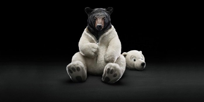 1920x1080 Funny Wallpaper 1080p Is Cool Wallpapers | I | Bear wallpaper, Bear