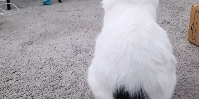 3024x4032 Turkish Van Cats: 5 Fascinating Things You Should Know | TheCatSite