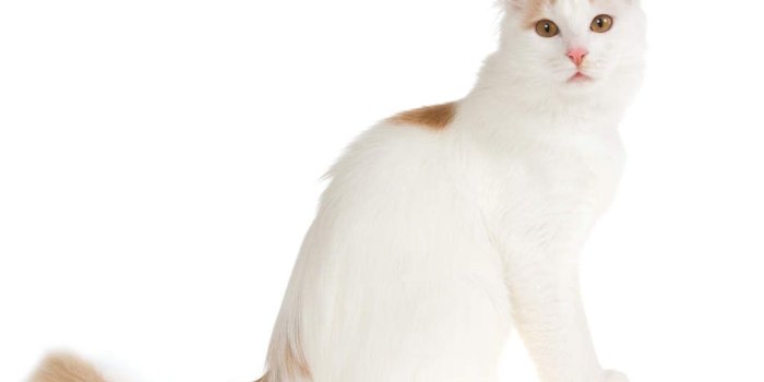 1024x768 Turkish Van | Cats | Breed Information | Omlet