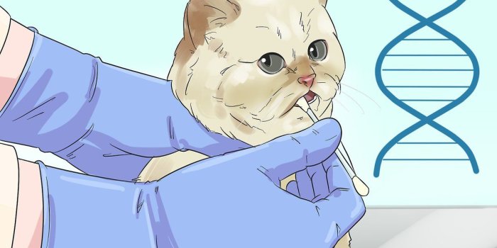 1200x900 How to Identify an Exotic Shorthair Cat: 13 Steps (with Pictures)