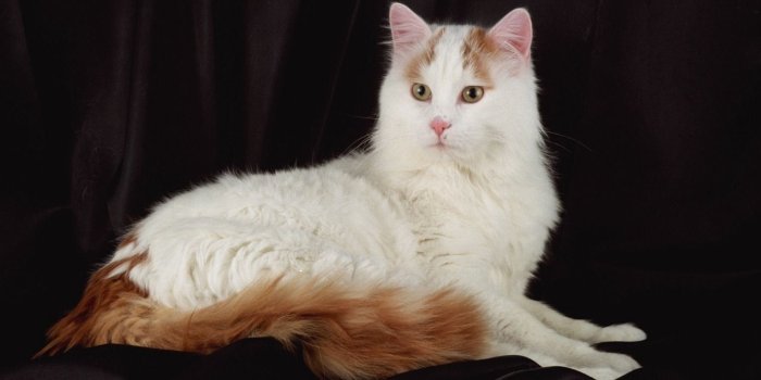 1536x1024 Turkish Van Cat - Puppy Dog Gallery