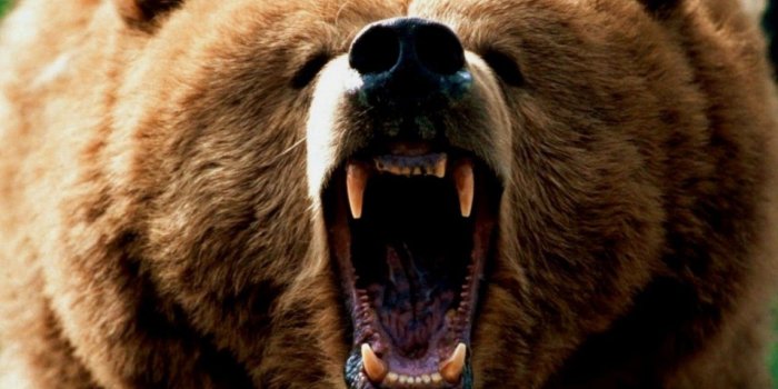 1280x720 Crying, Bears, Top, Full, Wallpapers, In, HD, Free, Download