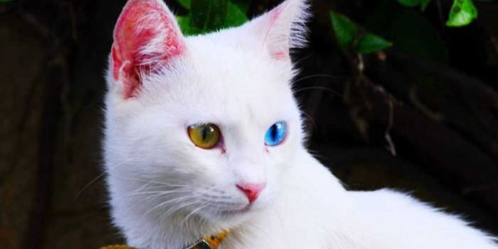 1280x768 Cat Breeds Turkish Van Cat -