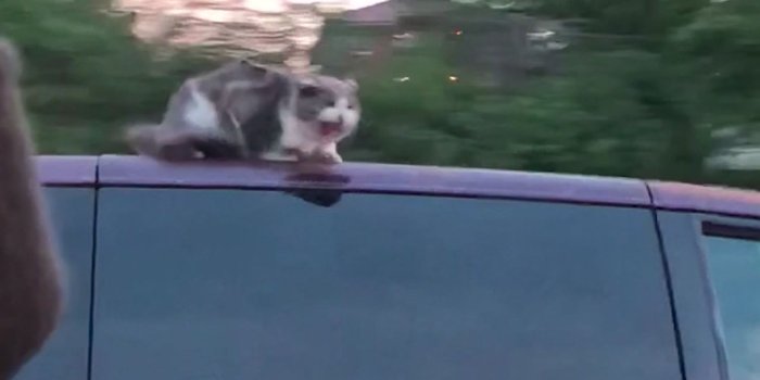 1600x900 Cat clinging to top of speeding van
