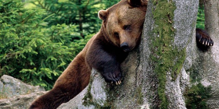 1024x768 Bear s wallpaper | 1024x768 | #11577