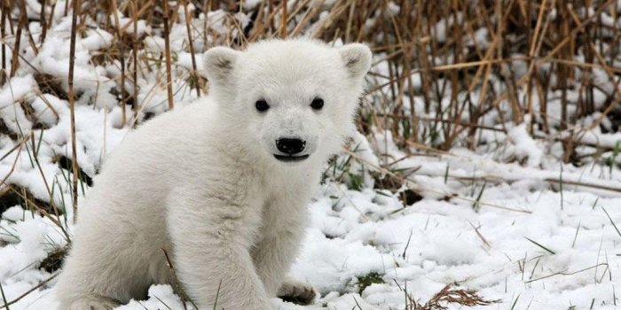 1024x768 Baby Polar Bear Wallpapers