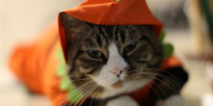 2048x1536 45+ Halloween Kitten Wallpapers - Download at WallpaperBro