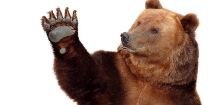 2560x1440 256 cool bear wallpaper hd | Bear HD Wallpapers | Mocah.org HD