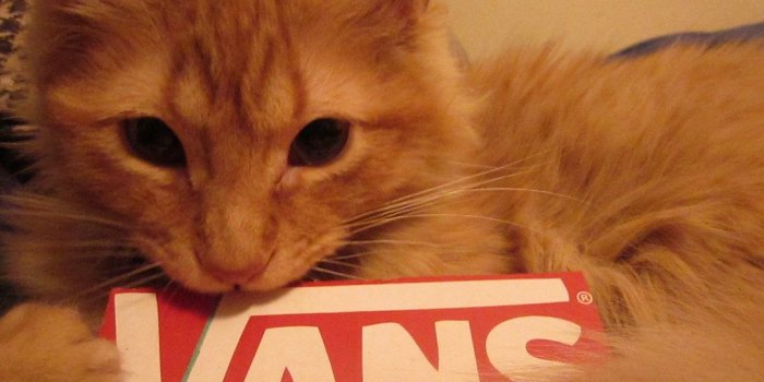 1024x768 gatooo del allan , vans