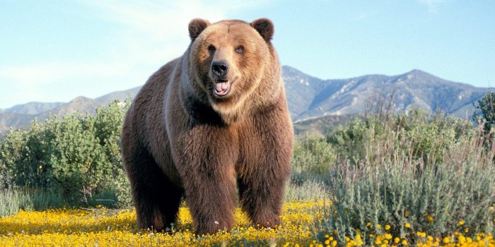 1600x1200 Bear Download Hd Images Photos Wallpaper And Best Pictures