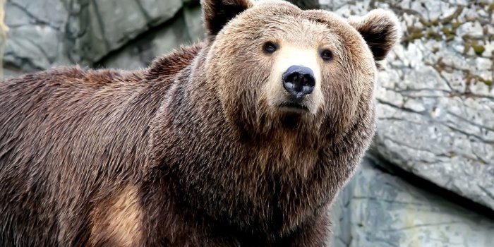 2560x1600 4 cute bear animal wallpapers cool bear background images widescreen