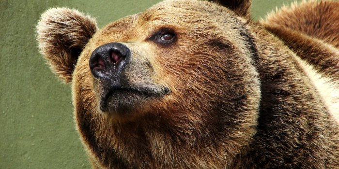 2560x1440 254 cool grizzly bear wallpaper | Bear HD Wallpapers | Mocah.org HD