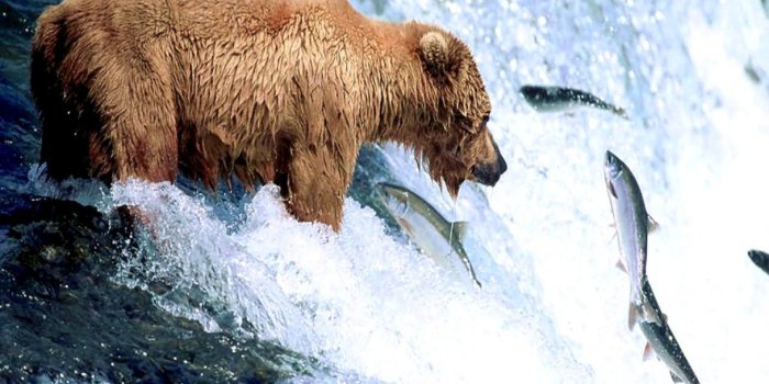 1216x972 Little Bear Wallpaper | Wallpapers Images