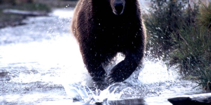 1280x1024 Download the Perched Bear Wallpaper, Perched Bear iPhone Wallpaper