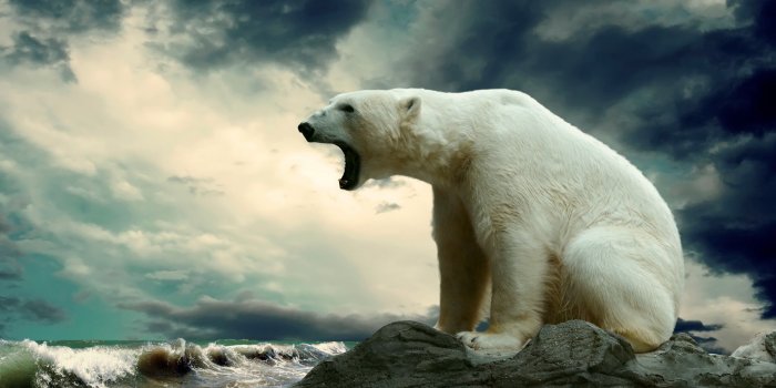 2560x1600 Polar Bear wallpaper | 2560x1600 | #40839