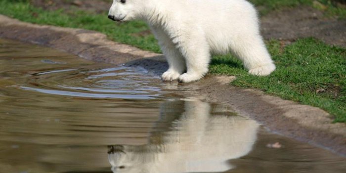 1920x1440 Baby Polar Bear Wallpapers