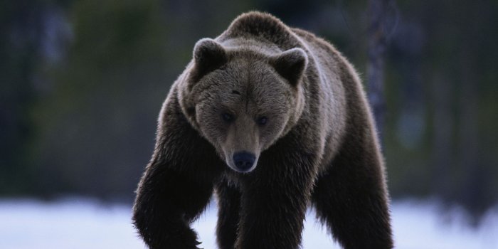 1600x1200 Bear - 24 Excellent Desktop Background Pictures Collection