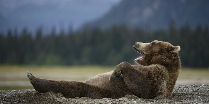 2048x1365 3307977 Bear, Lies, Cool, Blurring wallpaper and background | Animal