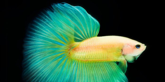 1080x1920 Download Vivo X9 Stock Wallpapers