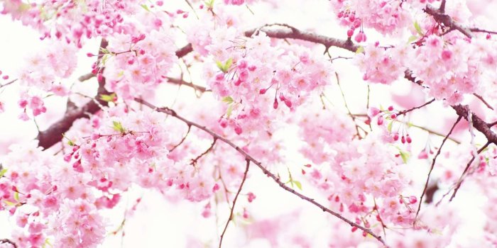 1920x1200 71+ Pink Flower Wallpapers on WallpaperPlay