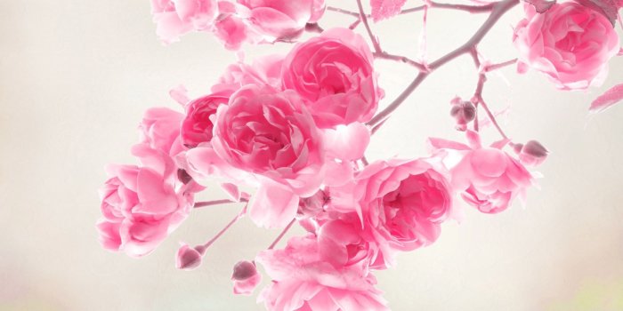 1920x1200 Hot Pink Flower Wallpaper 24 - [1920x1200]