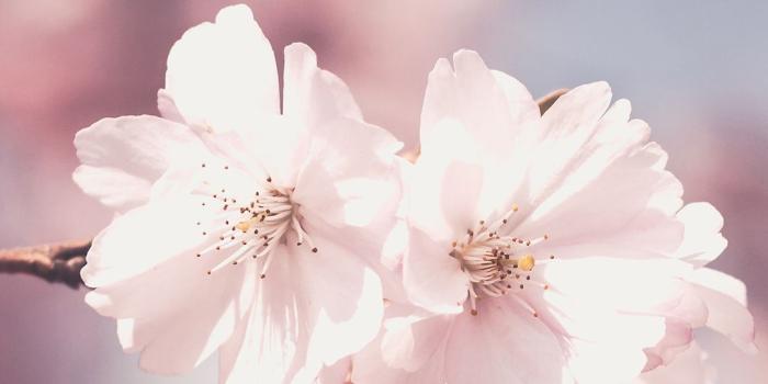 1080x1920 Pink Flowers Phone Wallpaper - Pink Iphone Wallpaper Hd (#309240