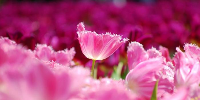 1920x1200 Pink Flower Wallpapers HD
