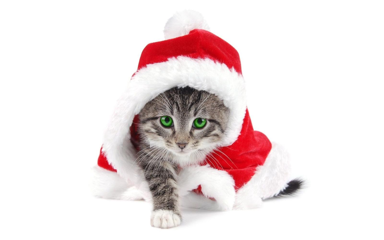 1920x1200 Cute Santa Cat Exclusive Hd Wallpapers 6059 PowerballForLife Desktop