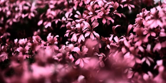 3900x2194 Pink Flowers Ultra Hd Blur 4k, HD Flowers, 4k Wallpapers, Images