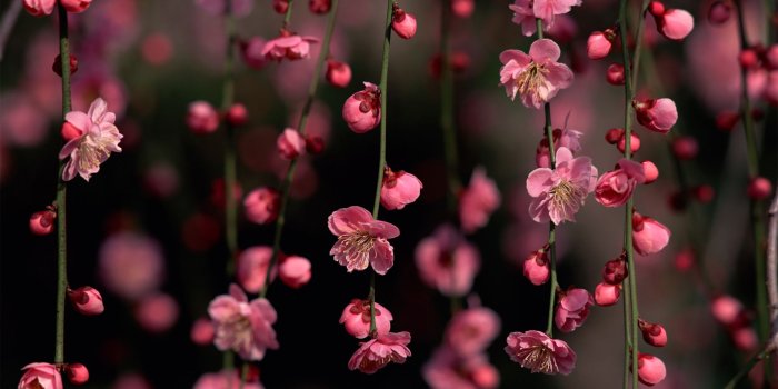 1920x1200 Pink blossoms wallpaper - Flower wallpapers - #20951