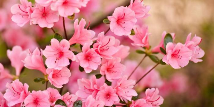 1024x768 flower wallpaper free download | Pink Flowers Wallpapers HD Pictures