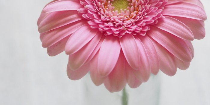 3456x4608 Pink Gerbera Flower in Closeup Photography · Free Stock Photo