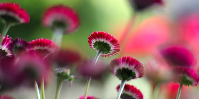 1920x1200 Small pink flowers wallpaper - Flower wallpapers - #54230