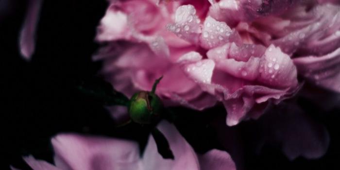 932x1656 Wallpaper For Phone Flowers - Pink Flower Wallpaper Iphone 7 (#9985