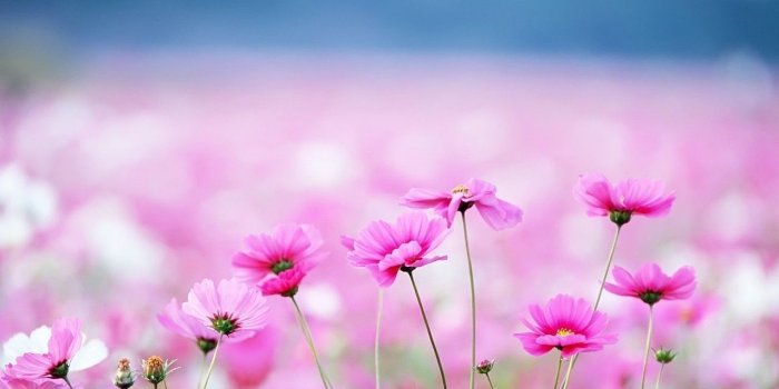 1280x800 Cute Pink Flower Wallpapers - Top Free Cute Pink Flower Backgrounds