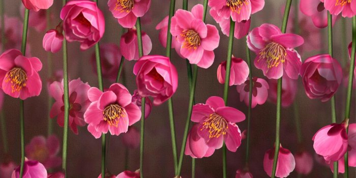 1920x1200 55+ Pink Flower Desktop Wallpapers - Download at WallpaperBro