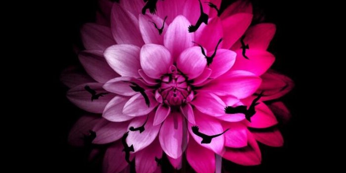 728x1295 Pink Flower wallpaper iPhone - Album on Imgur