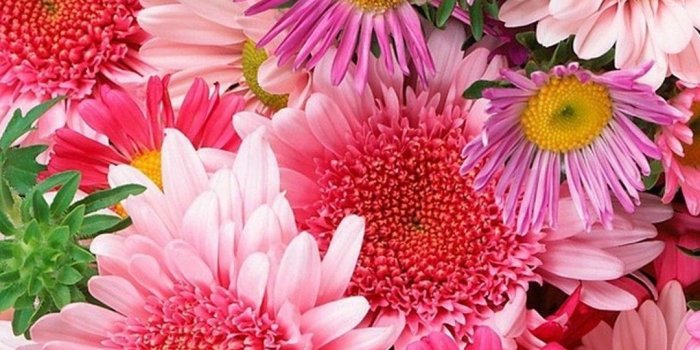 1080x1920 Pink Flower Background For Android is best high definition wallpaper