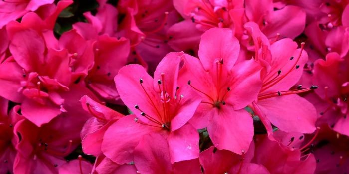 1920x1080 Spring Pink Flowers Wallpaper - Wallpaper Stream