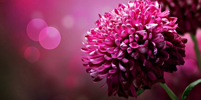 2560x1440 71+ Pink Flower Wallpapers on WallpaperPlay