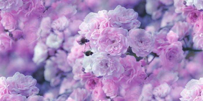 1920x1080 Pink Flowers HD Wallpaper | Background Image | 1920x1080 | ID:690881