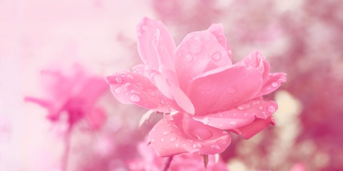 2560x1600 Flower Wallpapers, Flower Backgrounds on Kate.net