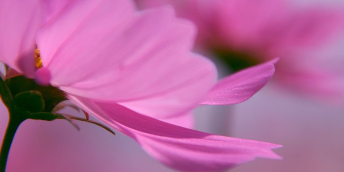 1920x1200 Pink Flower Petals Wallpaper Flowers Nature Wallpapers in jpg format