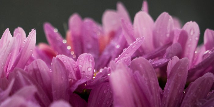 3840x2160 Pink Flowers Wallpaper - iPhone, Android & Desktop Backgrounds