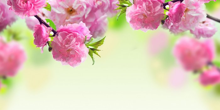 3456x2160 Pink Flowers Wallpaper #7015669