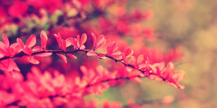 1920x1080 71+ Pink Flower Wallpapers on WallpaperPlay