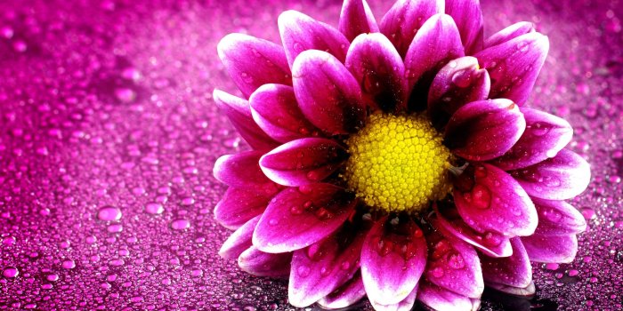 2560x1440 Wallpaper Pink flower, HD, 4K, Flowers, #6054