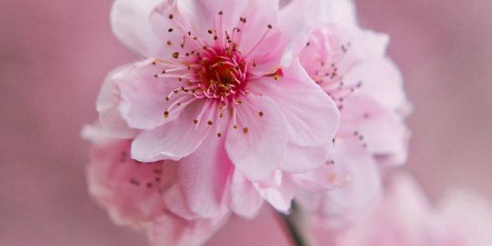 750x1334 Flower Wallpapers - Top Free Flower Backgrounds - WallpaperAccess