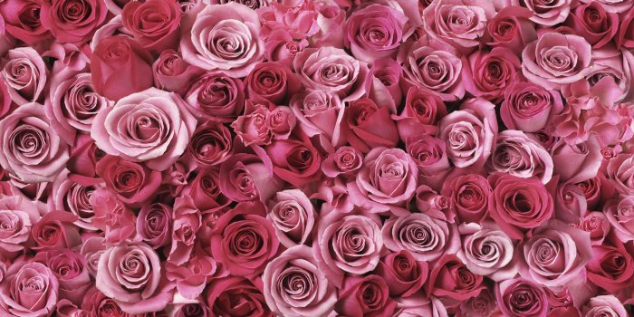 1920x1080 Download Rose Art Pink Flowers Wallpaper - Pink Flowers High