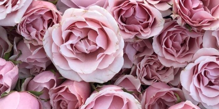 750x1334 Pink and white roses | Backdrop in 2019 | Pink wallpaper, Rose